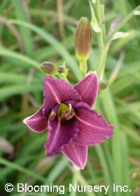 Hemerocallis 'Landscape Plum'